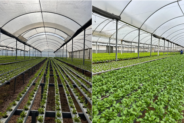 Produção rural de hortaliças